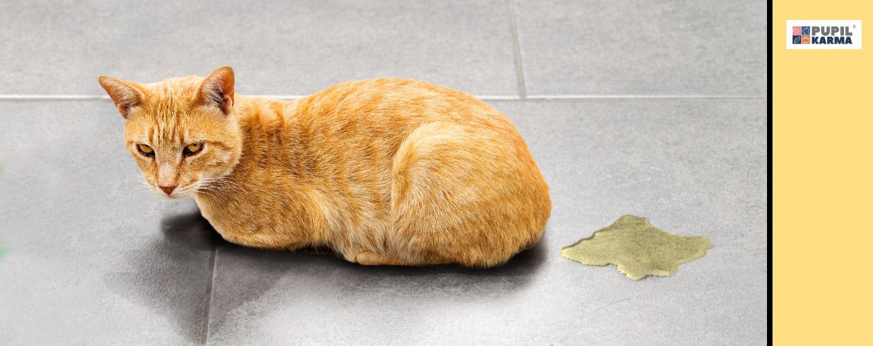 Na czym polegają choroby układu moczowego. Rudy kot na szarych kafelkach siedzi, obok niego kałuża moczu. Po prawej żółty pas i logo pupilkarma. 